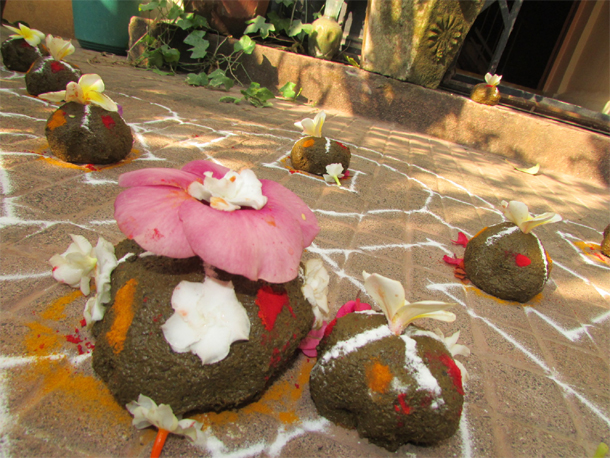 గొబ్బి పూలంటే బంతి, చామంతులు కాదు?