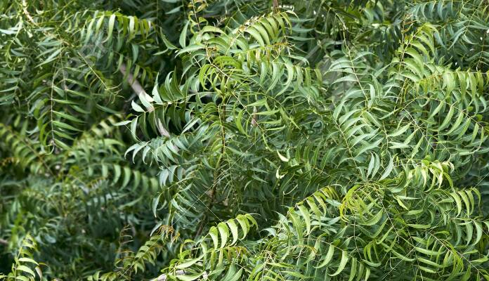 ఒక్క కొడుకున్న తల్లులు వేప చెట్టుకు నీళ్లు పోస్తే..???