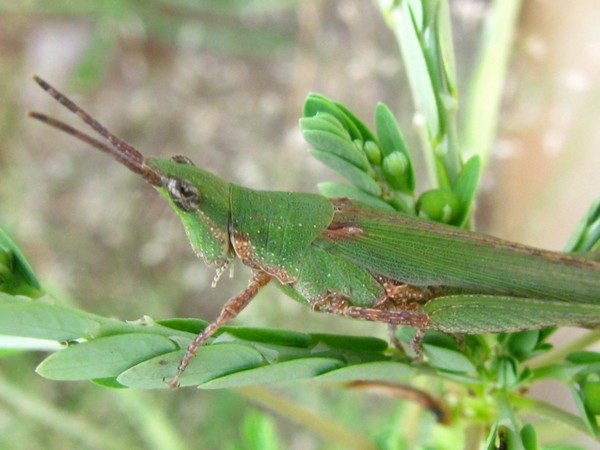 రైతులారా  ముందస్తుగానే సిద్ధం కాండి !