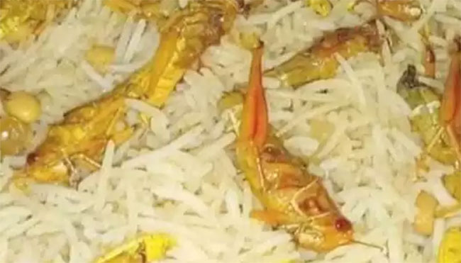 హైద‌రాబాద్ లో మిడుత‌ల బిర్యానీ? గొప్ప రుచిక‌రం