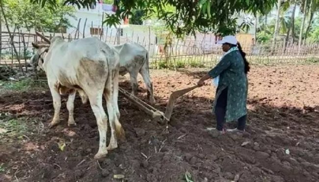 మండే ఎండ‌లో నాగ‌లి ప‌ట్టిన వైకాపా లేడీ ఎంపీ