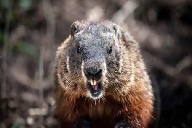 మ‌రో కొత్త వైర‌స్ బుబోనిక్..సోకితే 24 గంట‌ల్లో మ‌ర‌ణం