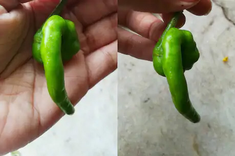 అక్కడ పచ్చిమిర్చి రూపంలో దర్శనమిస్తున్న వినాయకుడు.. గణపతి బప్పా మోరియా