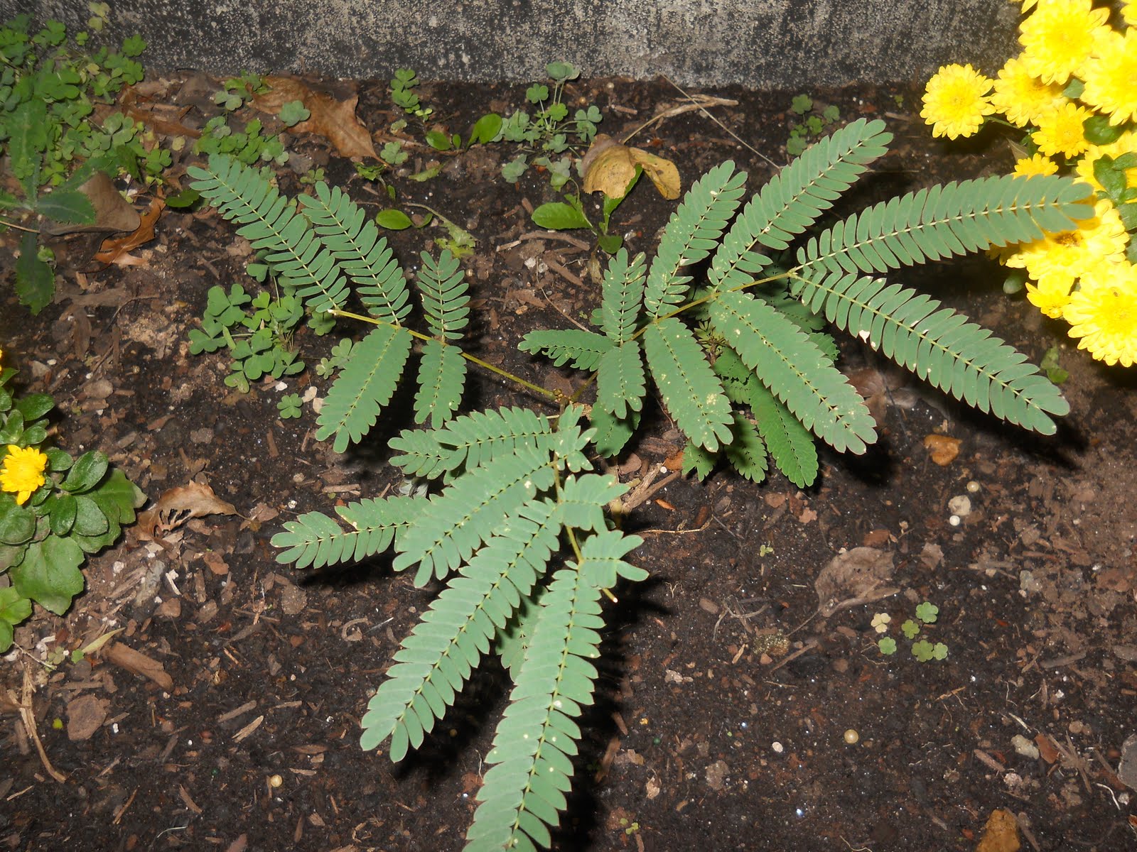 Grow these different trees for different star people Grow these different trees for different star people