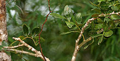 Grow these different trees for different star people Grow these different trees for different star people