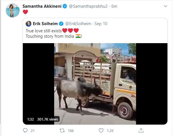 Samantha Reaction On Cow Bull Love Videos Samantha Reaction On Cow Bull Love Videos