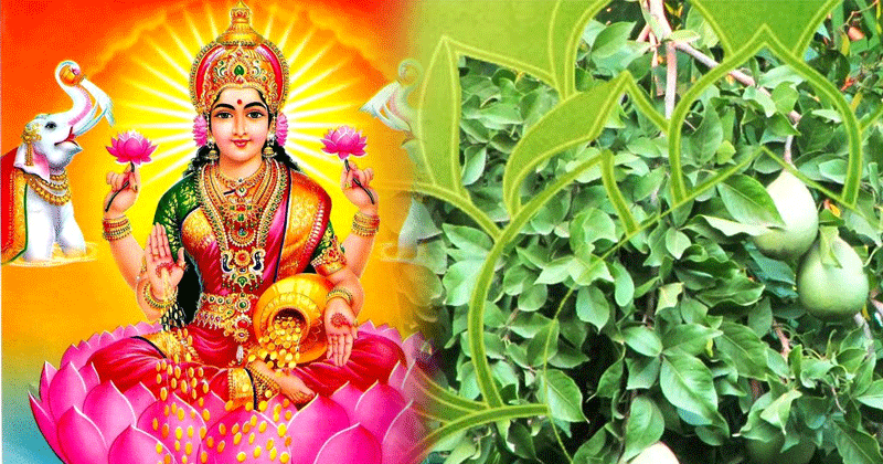 మారేడులో లక్ష్మీ ఎందుకు ఉంటుంది?