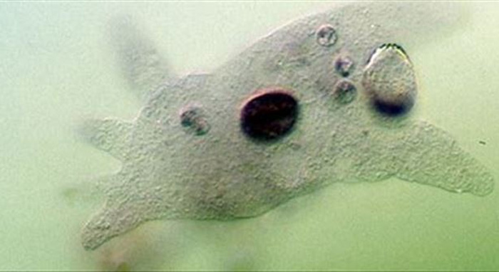 Brain-eating amoeba Naegleria fowleri found in tap water