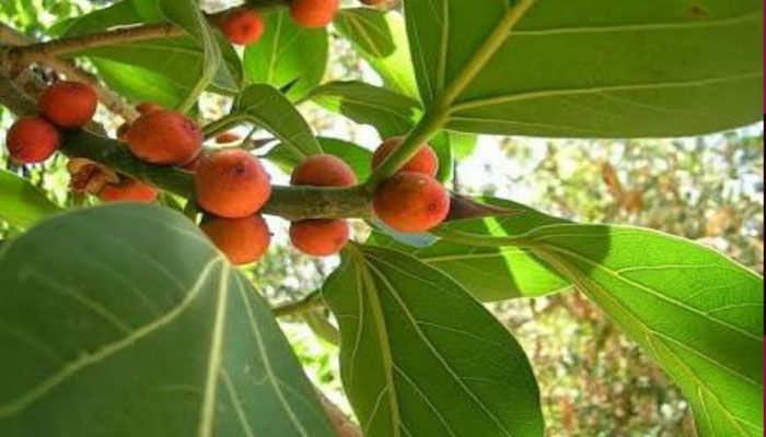 Grow these different trees for different star people Grow these different trees for different star people