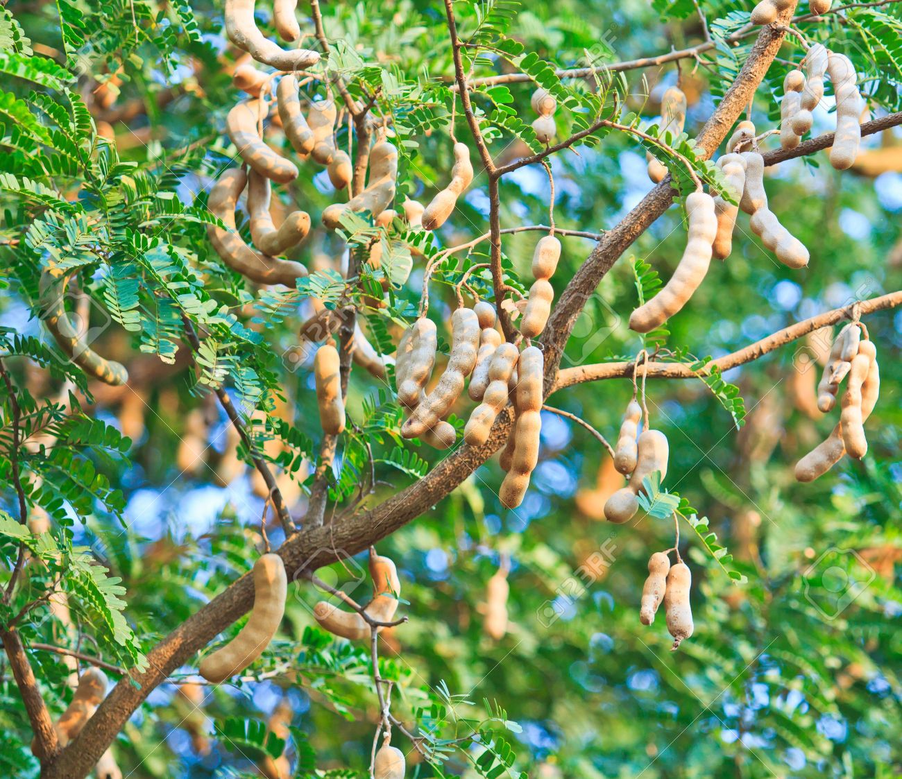Grow these different trees for different star people Grow these different trees for different star people