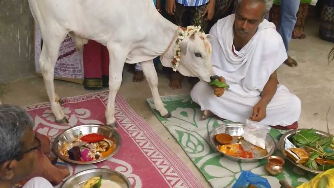 these are the results of offering these food items to gomata these are the results of offering these food items to gomata