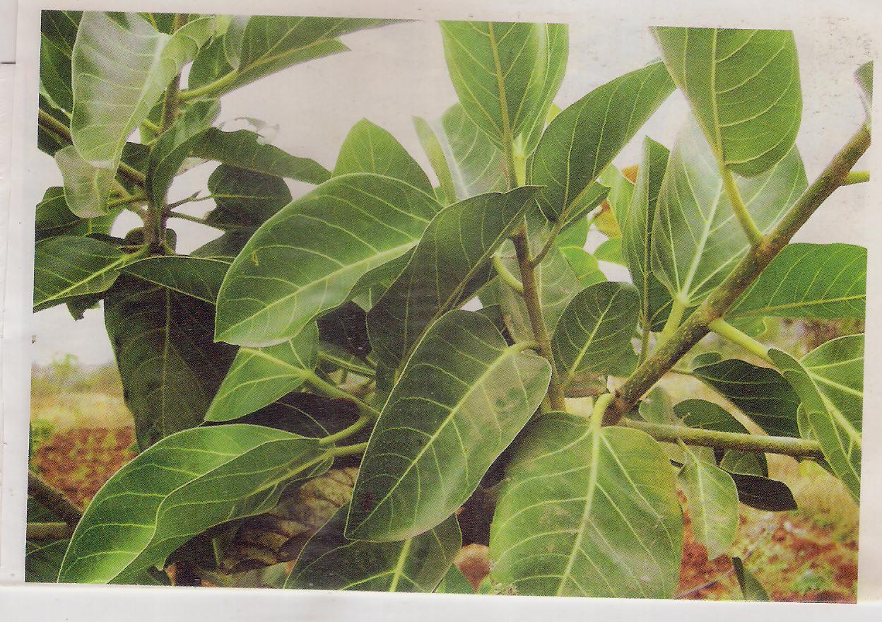 Grow these different trees for different star people Grow these different trees for different star people