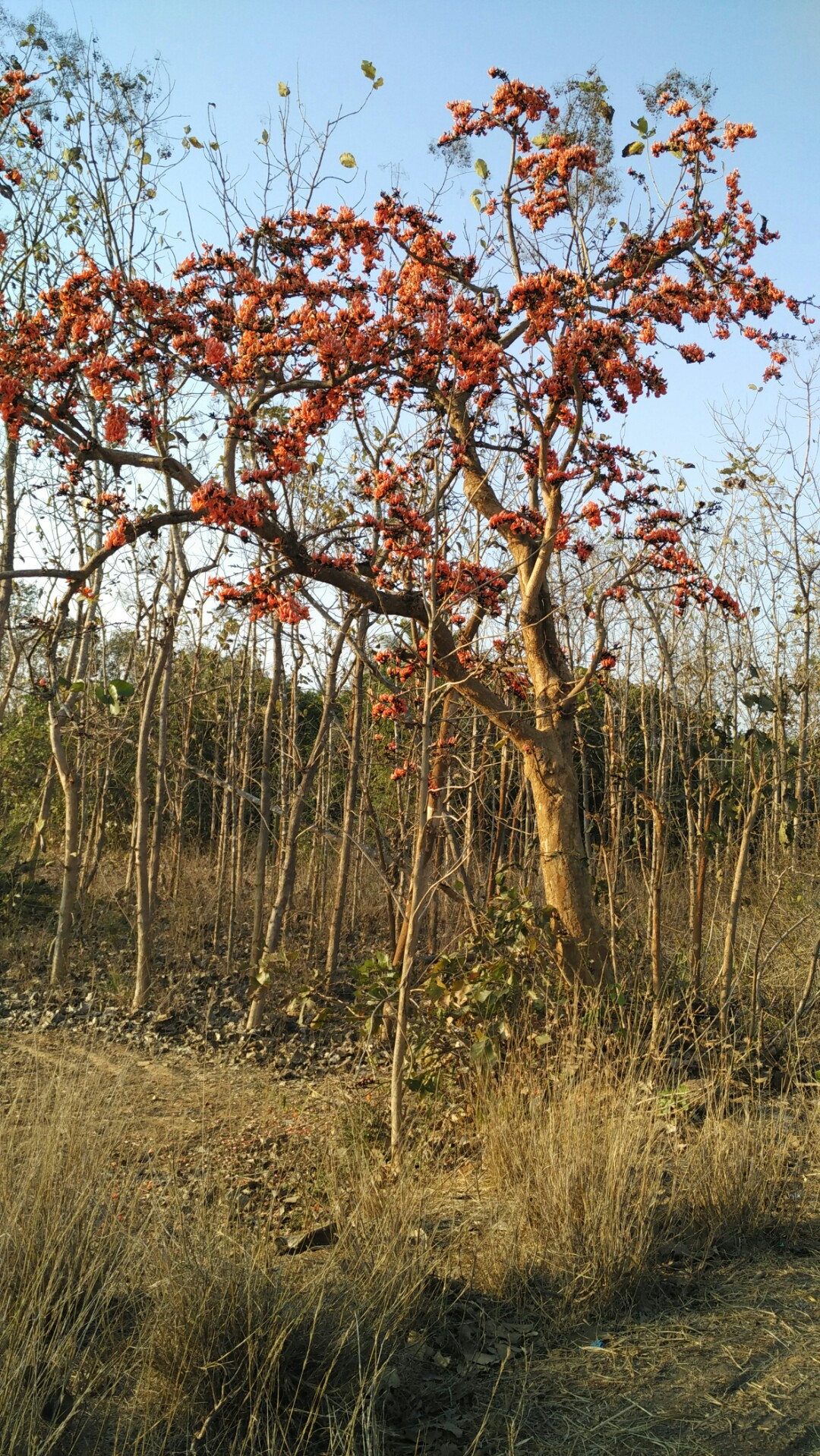 Grow these different trees for different star people Grow these different trees for different star people