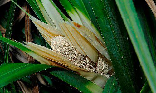 Grow these different trees for different star people Grow these different trees for different star people