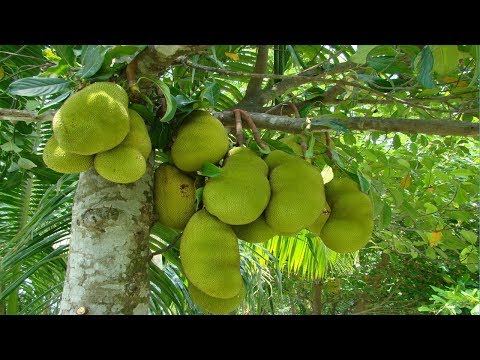 Grow these different trees for different star people Grow these different trees for different star people