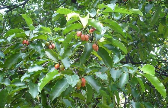 Grow these different trees for different star people Grow these different trees for different star people