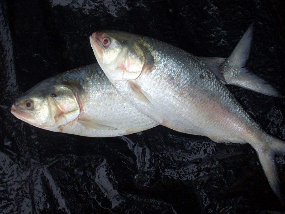 వామ్మో.. పులస.. ఆ చేపకు అంత రేటా? పులస చేప రుచి చూడాలంటే ఆస్తులు అమ్ముకోవాల్సిందేనా?