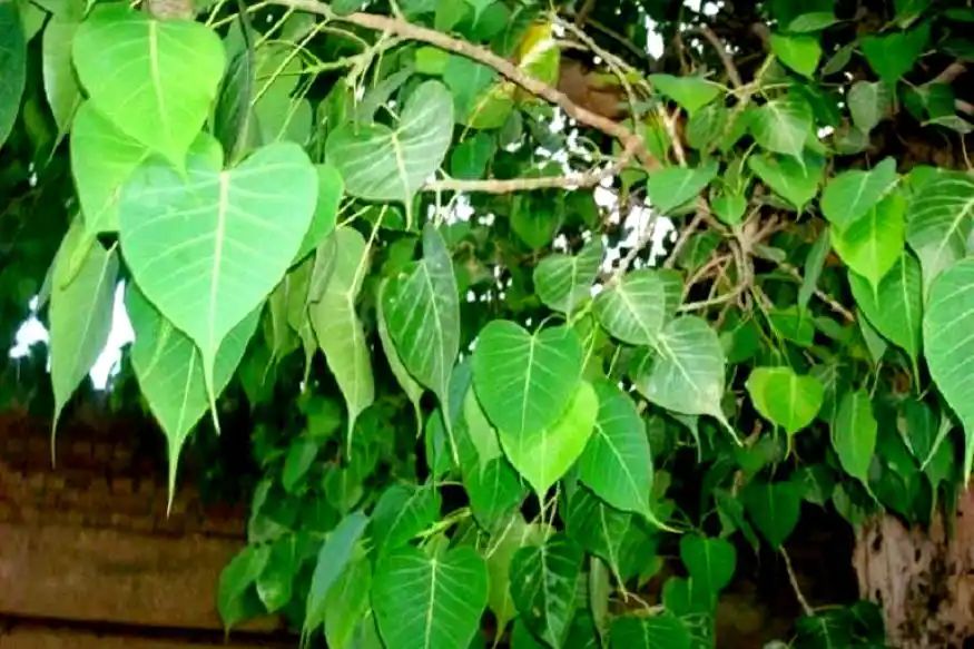 Grow these different trees for different star people Grow these different trees for different star people