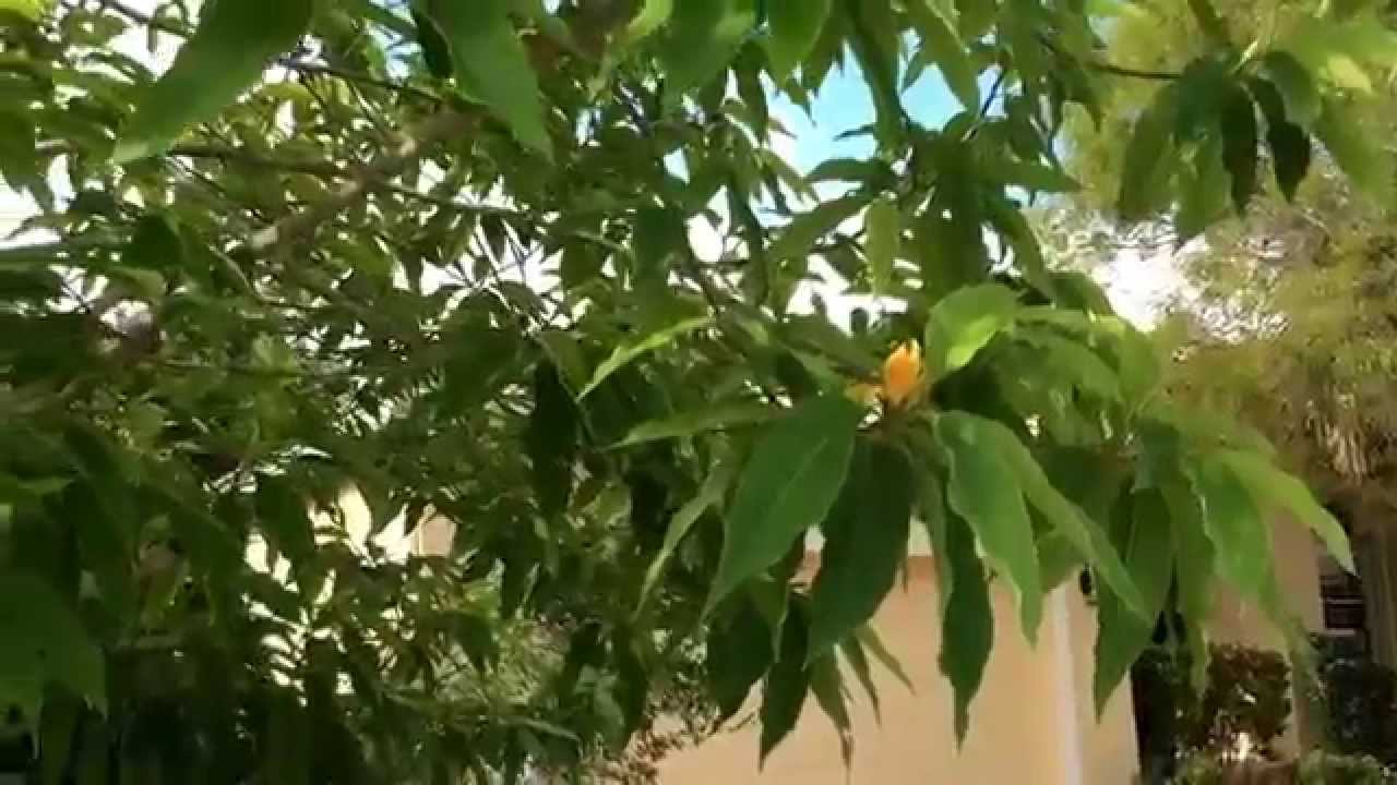 Grow these different trees for different star people Grow these different trees for different star people