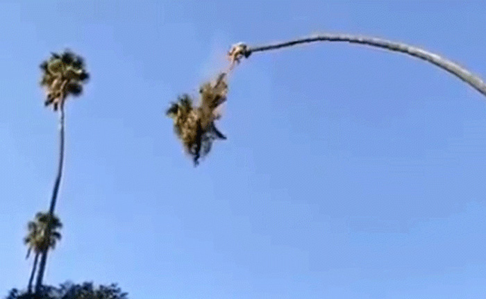 వైరల్ వీడియో: తాటి చెట్టును ఇలా కూడా నరికేస్తారా? నువ్వు తోపువి స్వామి