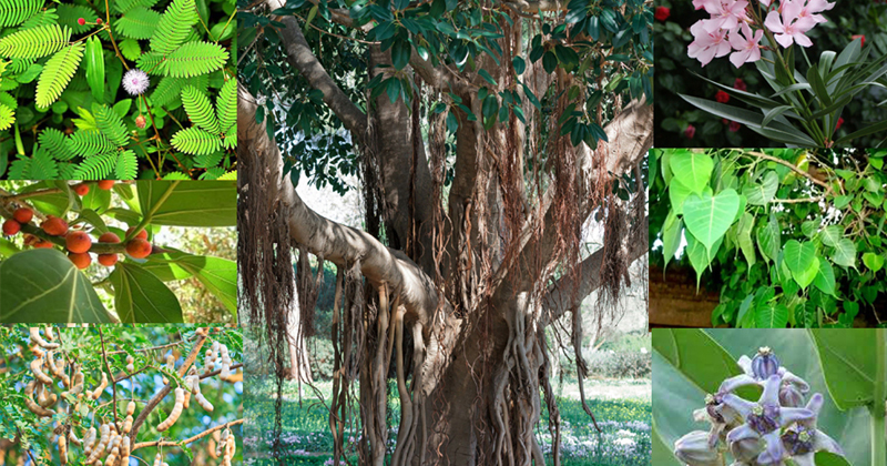 ఏ నక్షత్రం వారు ఏ చెట్టు పెంచాలో మీకు తెలుసా ?