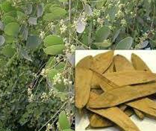 Grow these different trees for different star people Grow these different trees for different star people