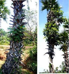 Grow these different trees for different star people Grow these different trees for different star people