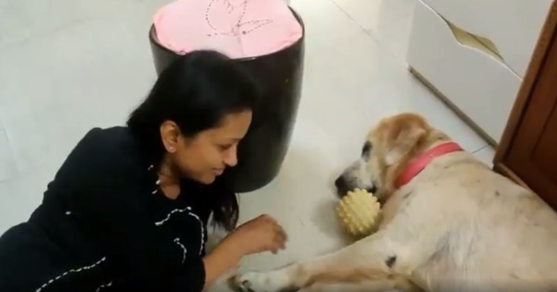 Anchor Suma Fun WIth Pet Zoro