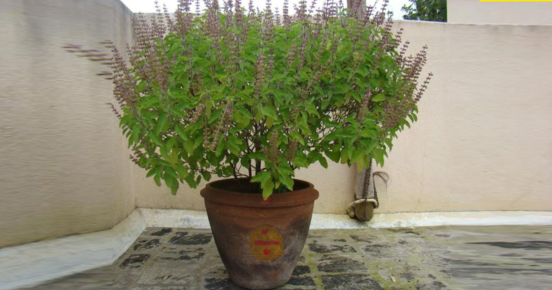 వాస్తు దోషాలు పోవాలంటే ఇంట్లో ఈ మొక్కలు పెంచండి !