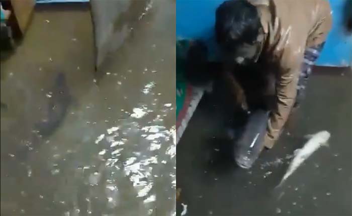 #HyderabadRains: ఏ ఇంట్లో చూసినా చేపలే.. వరద నీటితో ఇళ్లలోకి కొట్టుకొచ్చిన చేపలు