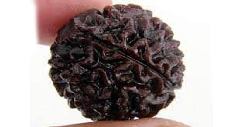 రుద్రాక్ష విశేషాలు ఇవే !