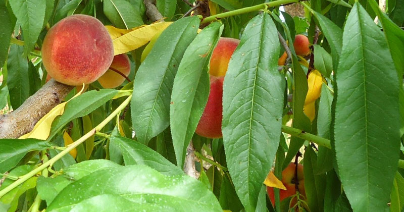 ఔషధ గుణాల మారేడు విశేషాలు ఇవే !