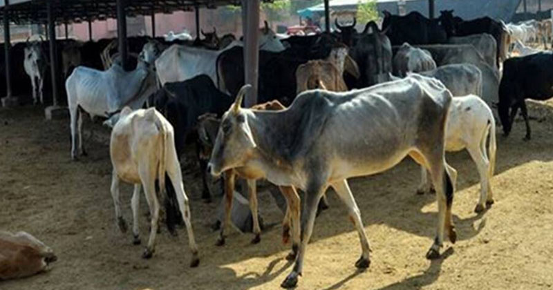 గోధూళికా ముహూర్తంలో పనిప్రారంభిస్తే ఫలితం ఇదే !