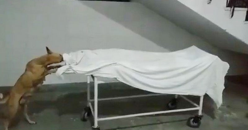 ఇంత నిర్ల‌క్ష్యమా?.. ఆసుప‌త్రిలో మ‌హిళా శవాన్ని పీక్కుతింటున్న కుక్క‌, ప‌ట్టించుకోని సిబ్బంది- వీడియో