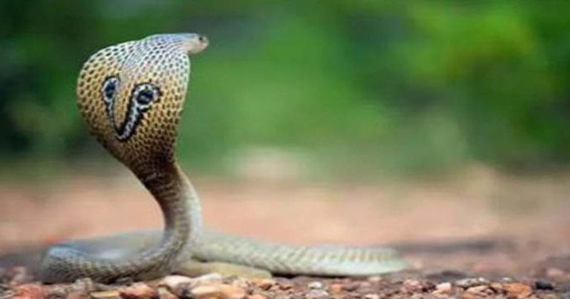 37 ఏళ్లుగా అతడిని కాటేస్తోన్న నాగుపాములు..అది కూడా కుడి చేయి..కుడి కాలుపై మాత్రమే