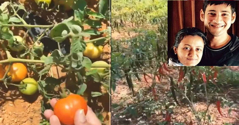 మొన్న స‌మంత‌, నేడు న‌మ్ర‌త‌.. ఇంట్లోకి కావ‌ల‌సిన కూర‌గాయ‌ల‌ను స్వ‌యంగా పండించుకుంటున్న తార‌లు