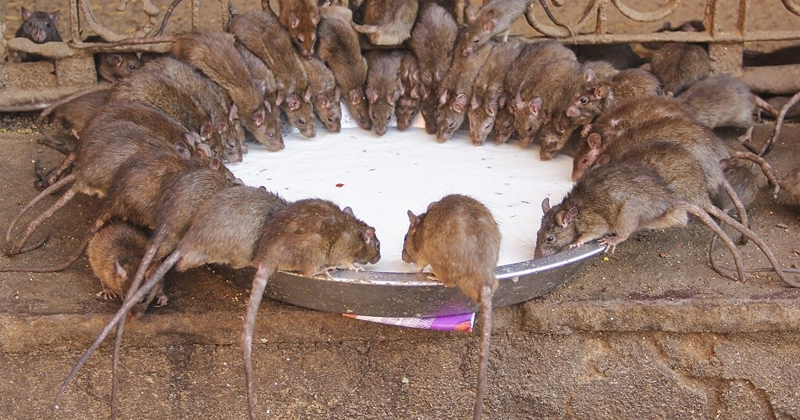 ఆ గుడిలో ఎలుకలు సేవిస్తేనే తీర్థం, కొరికితేనే ప్రసాదం..  ఏందో అంతా విచిత్రం!