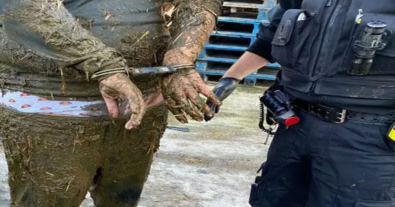 పోలీసుల కంట‌ప‌డ‌కుండా పేడ‌లో దాక్కున్న దొంగ‌, త‌ర్వాత ఏం జ‌రిగిందంటే….?