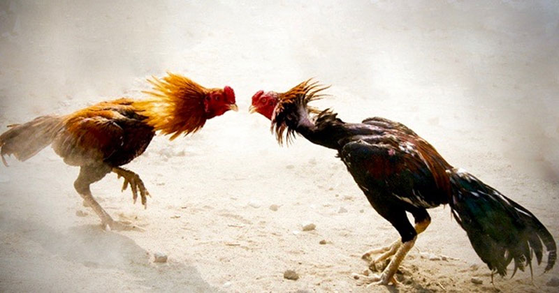 పొలిటికల్ కోడి కత్తి: కుత్తుకలు తెగుతున్నాయ్!