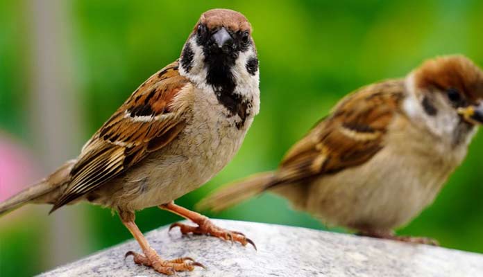 ఒక్క ఊరపిచ్చుక కోసం 45 రోజులుగా కరెంటుకు  దూరంగా….. గ్రామస్తులపై ప్రశంసల జల్లు