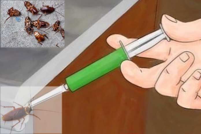 ఇంట్లో బొద్దింకల బెడదా..! చిన్న చిట్కాలతో తరిమేయండి..!!