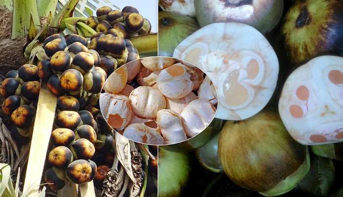 సమ్మర్ స్పెషల్.. ‘తాటి ముంజ’తో చల్లదనం.. ఆరోగ్యం కూడా..!