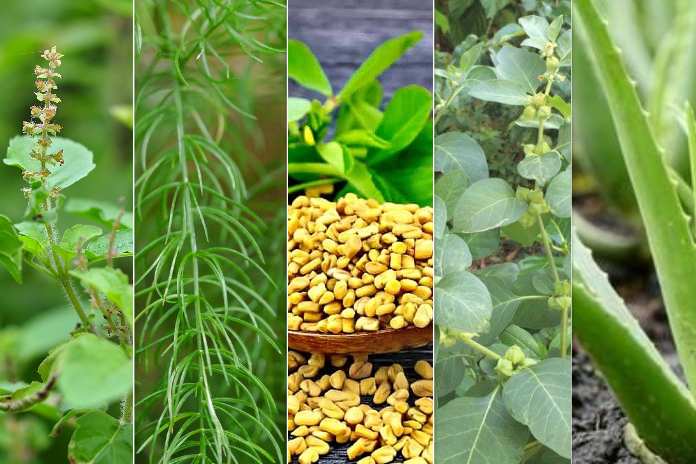 Health Plants: ఈ మొక్కలు ఇంట్లో పెంచితే ఆరోగ్యం మన ఒంట్లోనే..!!