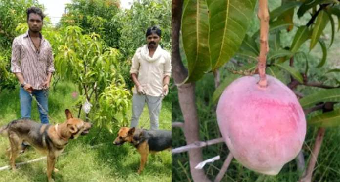 Mango: ఒక మామిడి చెట్టుకు నలుగురు వ్యక్తులు.. ఆరు కుక్కలు కాపలా..! ఏంటా కథ..