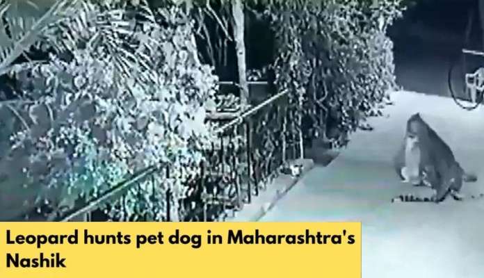 Viral: వరండాలో నిద్రిస్తున్న పెంపుడు కుక్కపై చిరుత దాడి..! వీడియో వైరల్