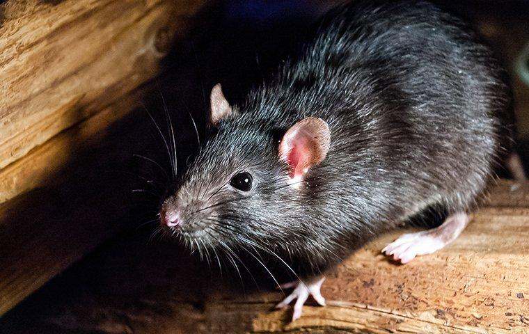 Rats Problem: ఎలుకల బెడద ఉందా..? వంటింటి చిట్కాలతో తరిమికొట్టండి