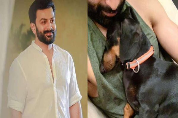 పెంపుడు కుక్కల రాజకీయమా.? ఇదెక్కడి చోద్యం.!