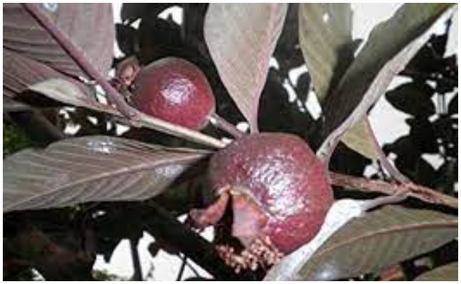 Black Guava: చాలామందికి తెలియని నల్లజామకాయ.. వీటి గురించి బిగ్ సీక్రెట్?
