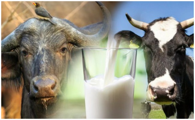 ఆవు పాలు బర్రె పాలు మధ్య వ్యత్యాసం ఏమిటి? ఆరోగ్యానికి ఏ పాలు మంచివి..?
