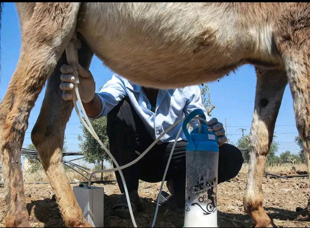 Corona Virus: గాడిద పాలు కరోనా నుంచి రక్షిస్తాయా .!